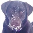 Labrador Retriever With Face Covered With Some Snow