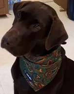 Labrador Retriever Wearing a Bandana
