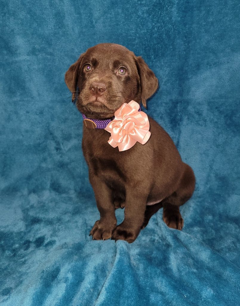 how much is this lab puppy, brown lab wearing a collar flower