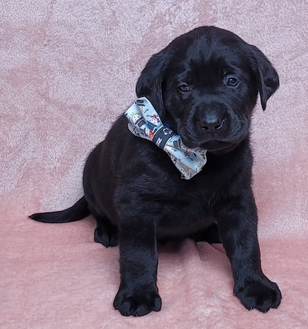 lab puppy emergency care required