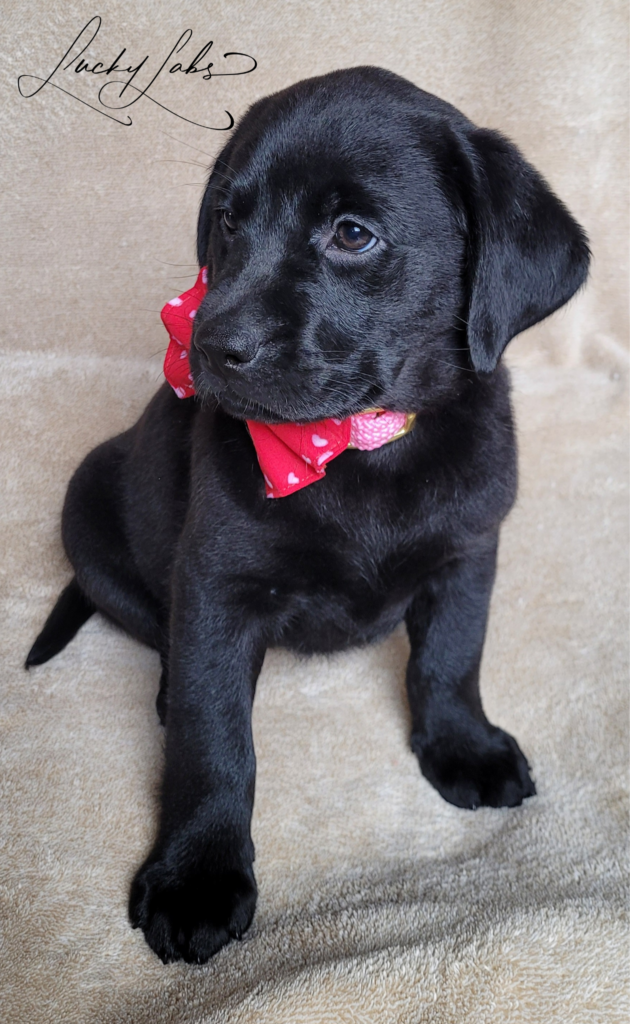 How to Train a Labrador Puppy to Pee Outside  