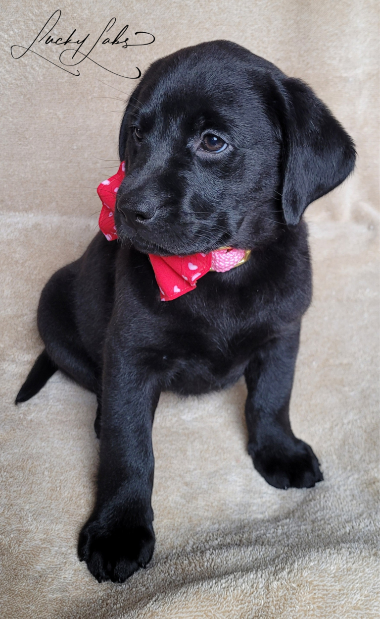 currently crate training my labrador puppy with a pink bow
