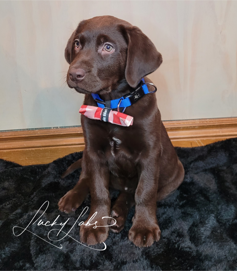bonding with my puppy, the cutest chocolate lab