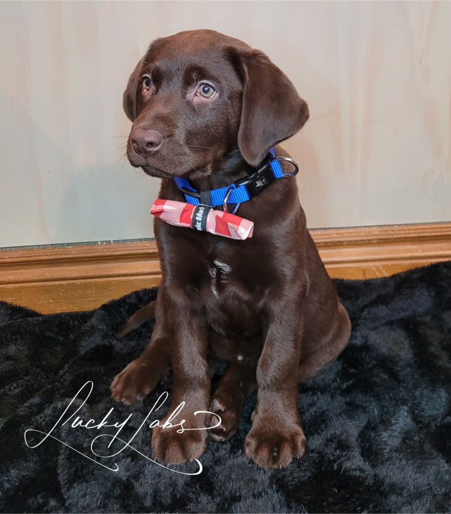 bonding with my puppy, the cutest chocolate lab