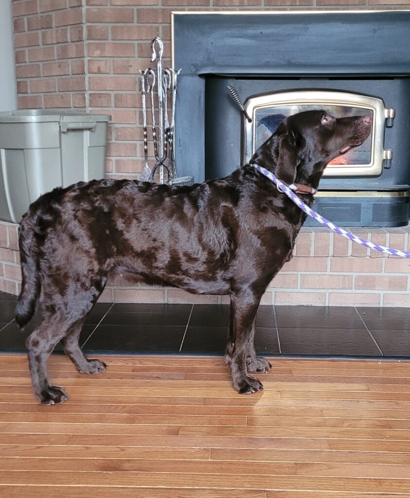 Eliminate dog stress a stress free healthy Labrador retriever