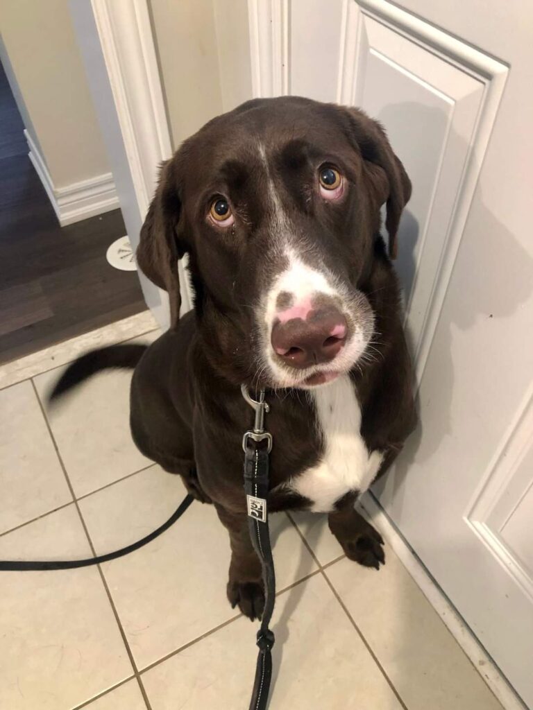 happy dog