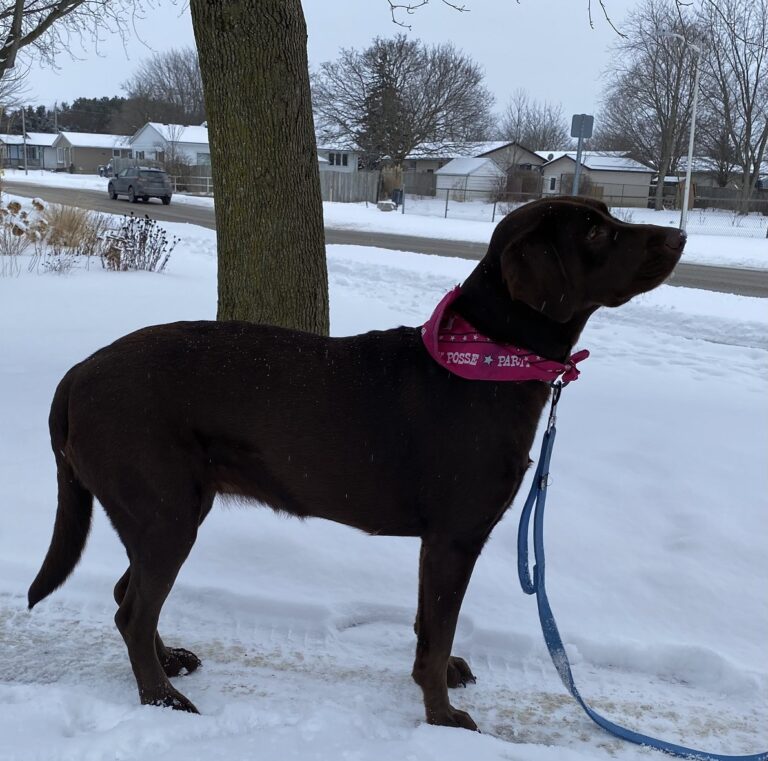 long leash training a chocolate lab