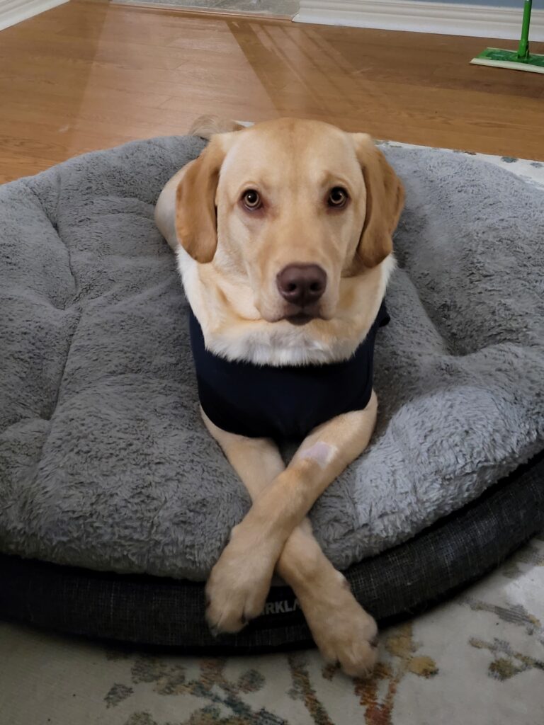 Labrador Retriever