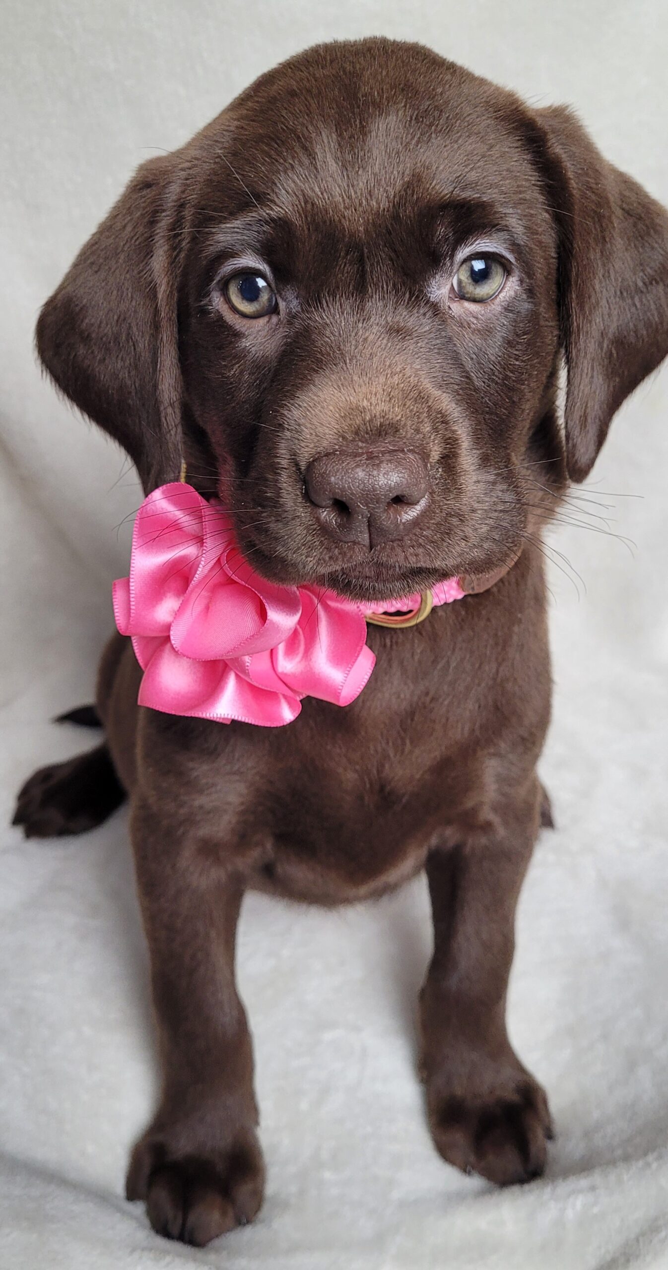 Chocolate Lab Puppies Labrador Retriever Puppies For Sale In New York